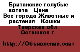 Британские голубые котята › Цена ­ 5 000 - Все города Животные и растения » Кошки   . Тверская обл.,Осташков г.